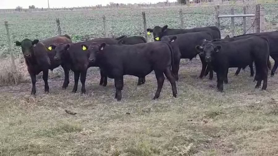 Lote (Vendido)9 Terneros ANGUS a remate en #29 Pantalla Carmelo 210kg -  en EL CHILENO