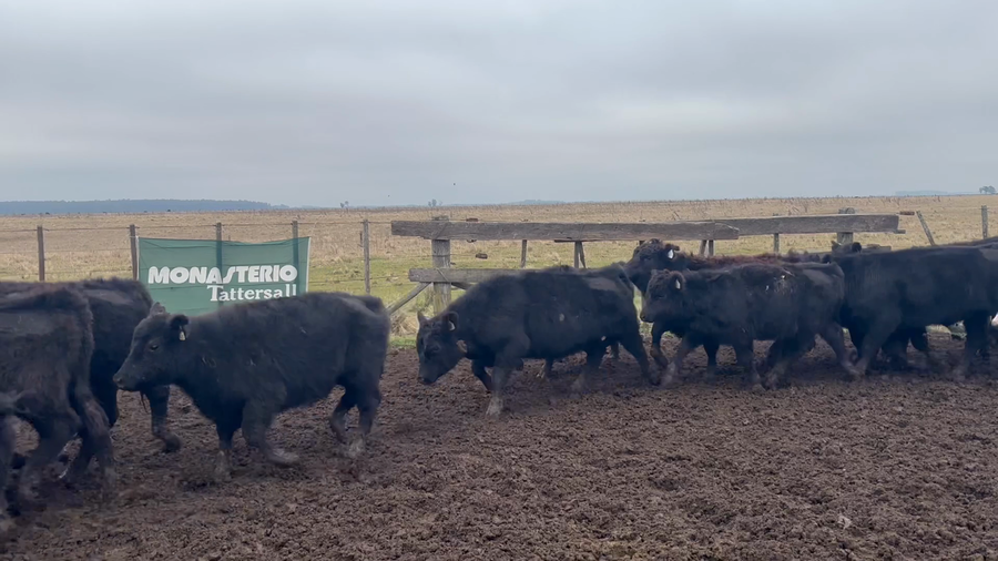 Lote 61 Novillitos en Buenos Aires, Ayacucho