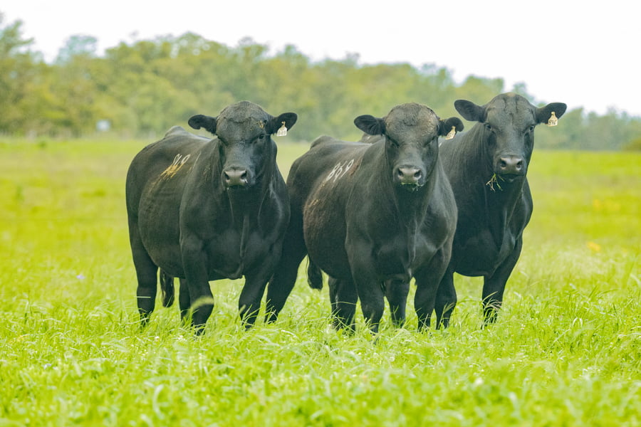 Lote Toros PI 2 AÑOS