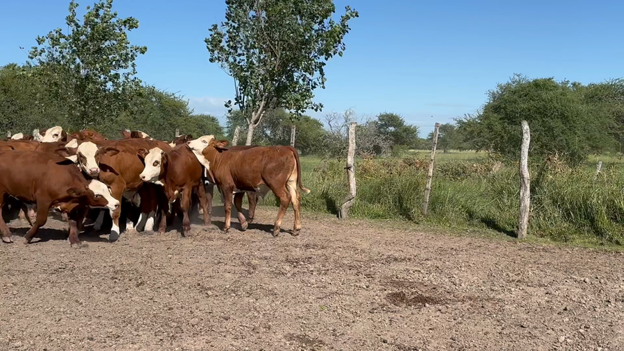 Lote 70 Terneros en Corrientes, Mercedes
