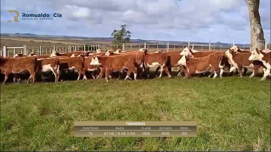 Lote 75 Terneros 67 HERF /  8 HERF X RA a remate en 6º Expo Nacional Hereford 183kg -  en MOLLES DE GODOY