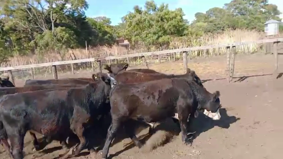 Lote 32 TERNS. MACHOS Y HEMBRAS, TANDIL, PCIA. BS. AS.