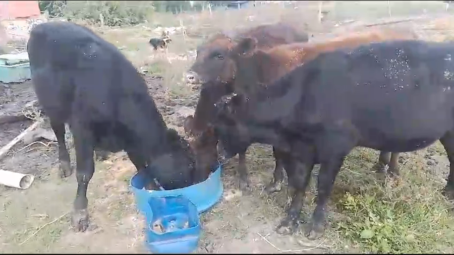 Lote 4 Terneras Cr AA a remate en Pantalla Camy en Jesus Maria