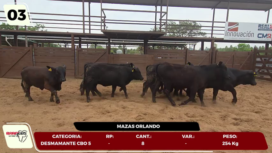 Lote LOTE 3- EN VIVO