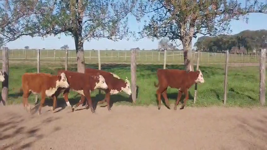 Lote 84 Terneros/as en Corrientes, Curuzu Cuatia