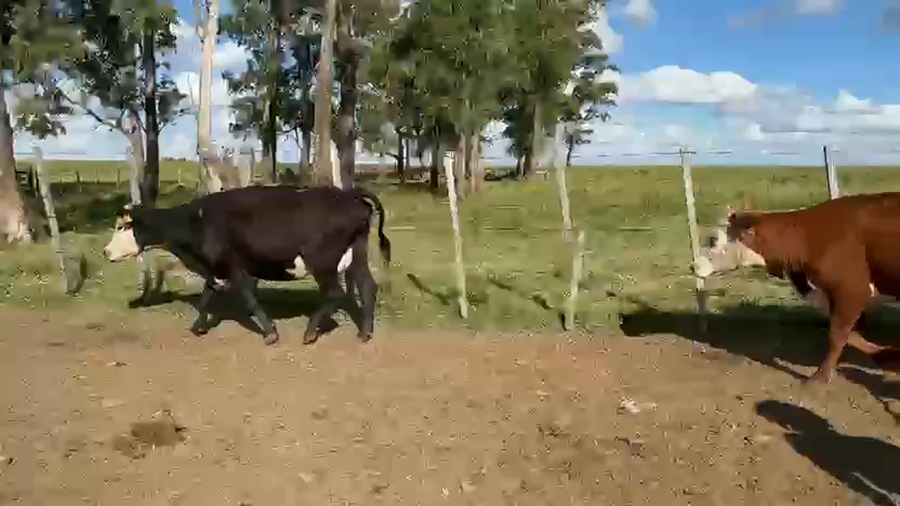 Lote VACAS DE INVERNADA