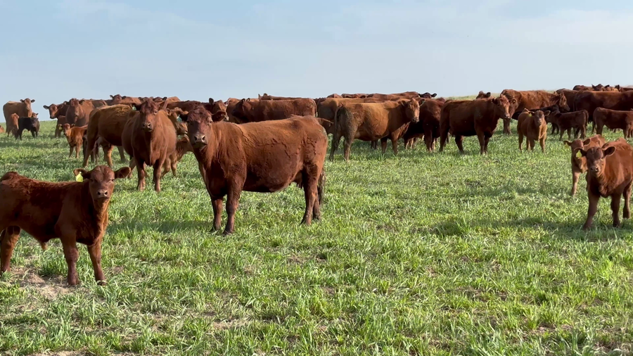 Lote 100 Terneros A TÉRMINO en Carhue