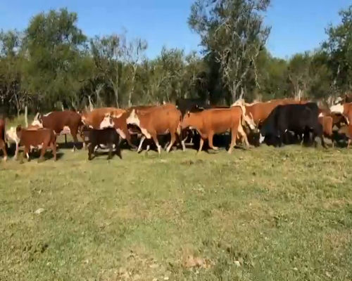 Lote 28 Vacas CUT con cría en Federal, Entre Ríos