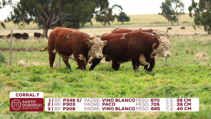 Lote Toros de Lote