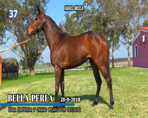 Lote BELLA PERLA