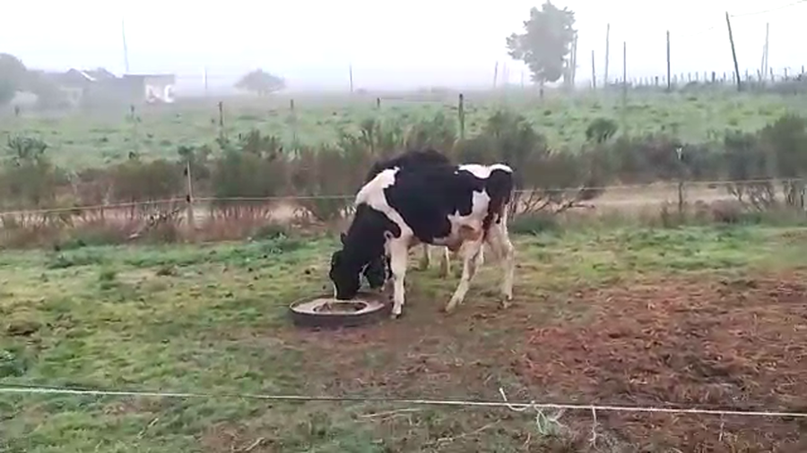 Lote 6 Terneros HOLANDO a remate en PANTALLA CAMY - SAN JOSE  1500 VACUNOS 140kg - , San José