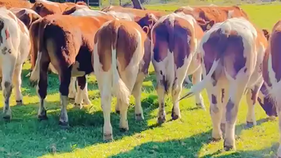 Lote 22 Novillo Engorda en Melipilla, Región Metropolitana