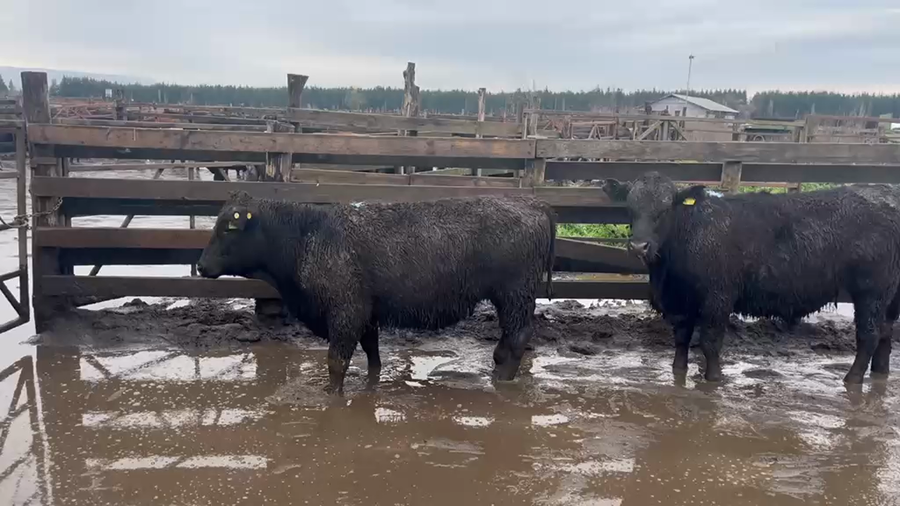 Lote 20 Novillo Gordo en Cabrero, VIII Región Biobío