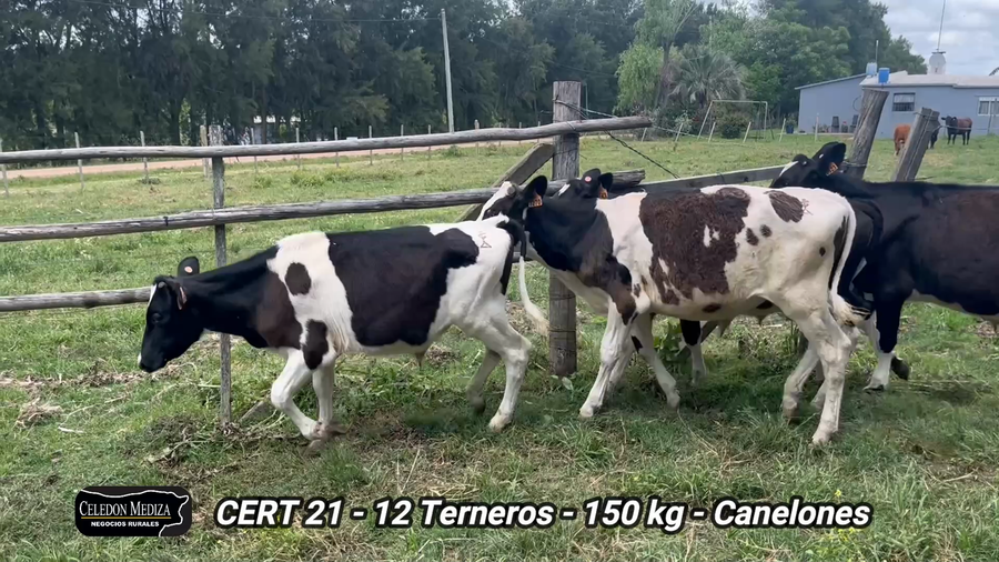 Lote 12 Terneros en Canelones
