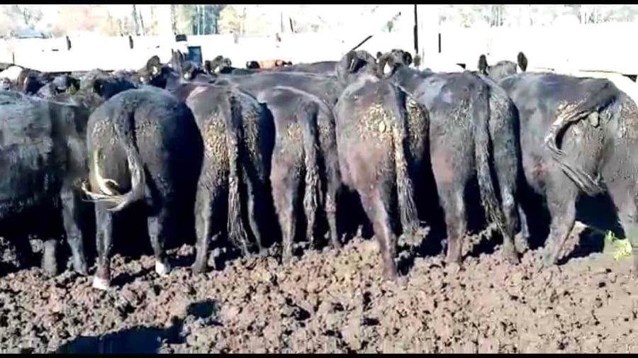 Lote 22 Vaquilla Engorda en Río Bueno, XIV Región Los Ríos