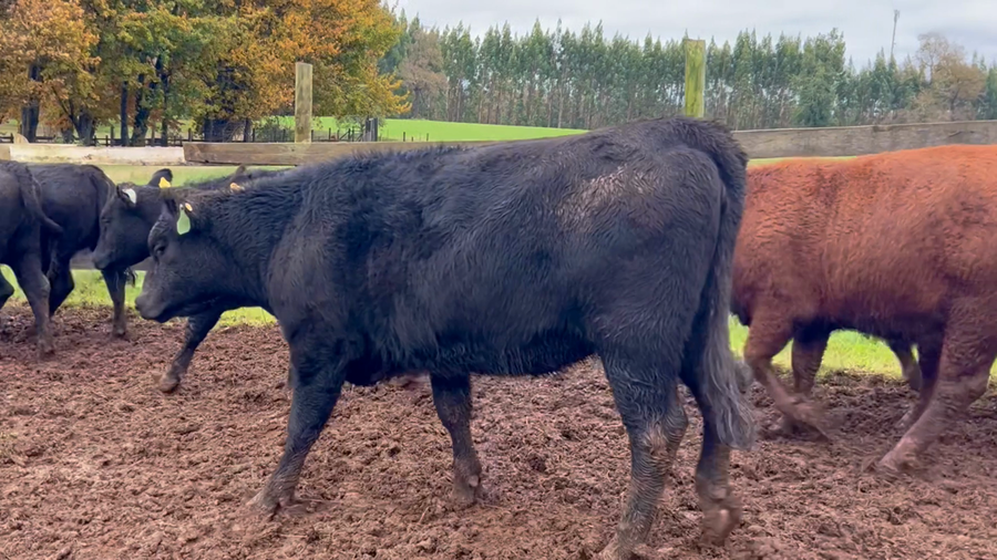 Lote 27 Vaquilla Engorda en Purranque, X Región Los Lagos