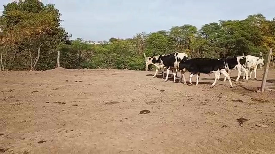 Lote 18 Terneros Holando Argentino en Brinkmann, Córdoba