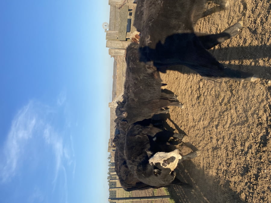 Lote 54 Terneros/as en Ayacucho