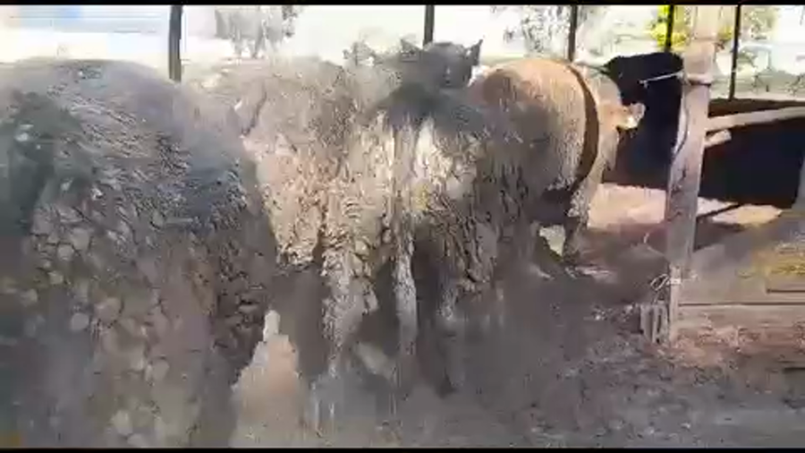 Lote 45 Novillo Gordo en Yerbas Buenas, VII  Región Maule