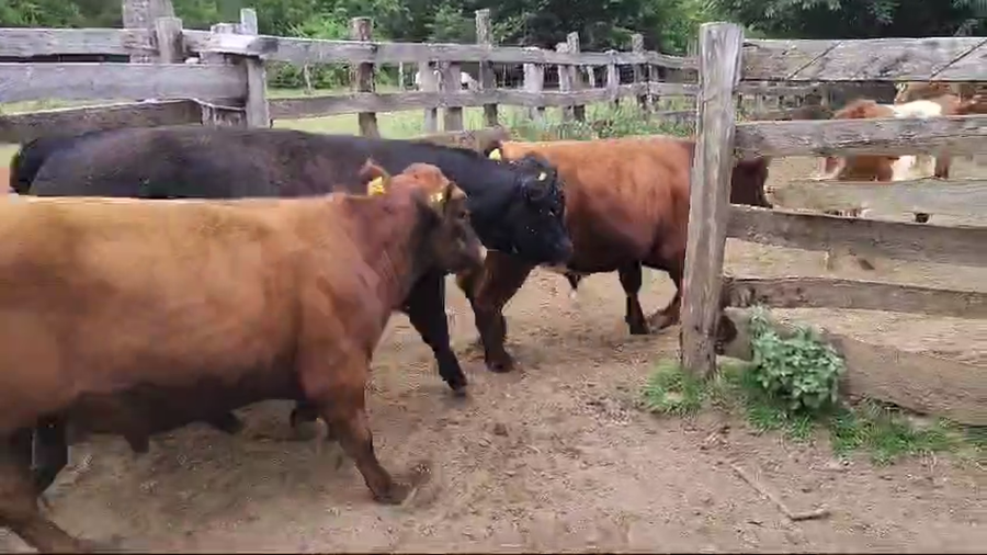Lote 30 Novillo Engorda en Coyhaique, XI Región Aysén