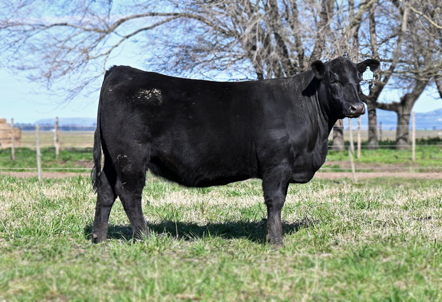 Lote VAQUILLONAS PURAS DE PEDIGREE