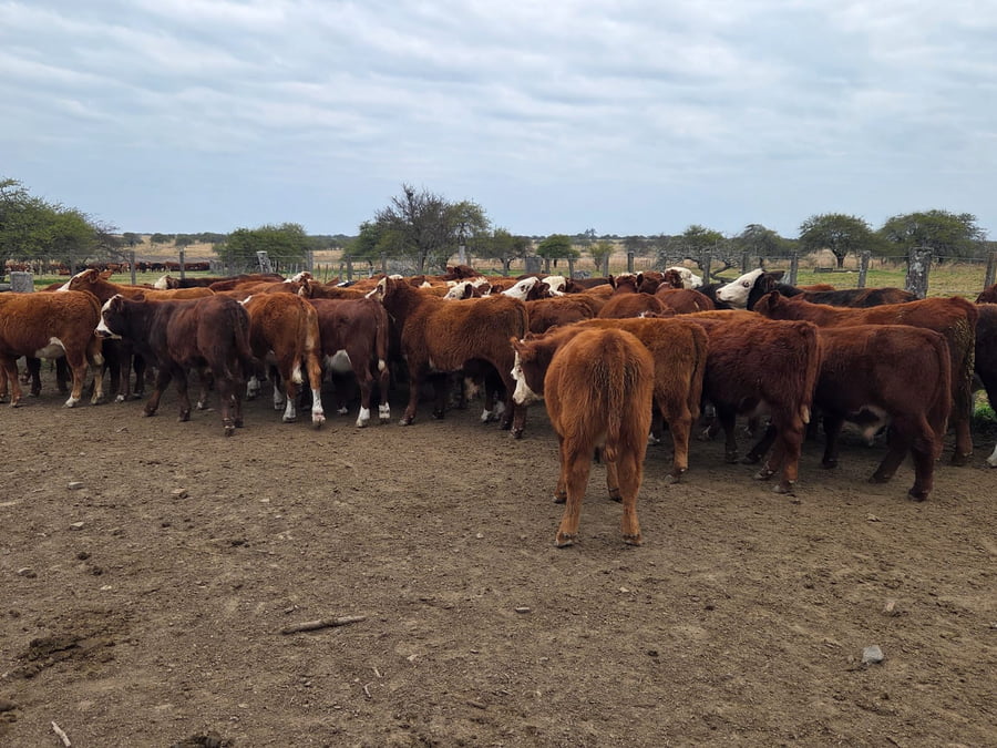 Lote 60 Terneros en Corrientes, Curuzu Cuatia