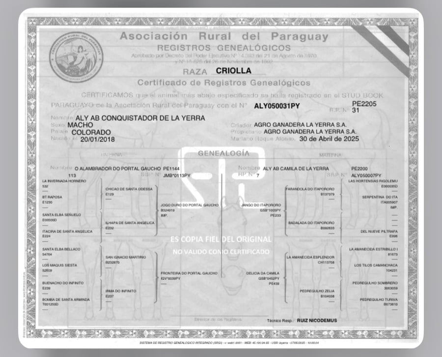Lote LOTE 19