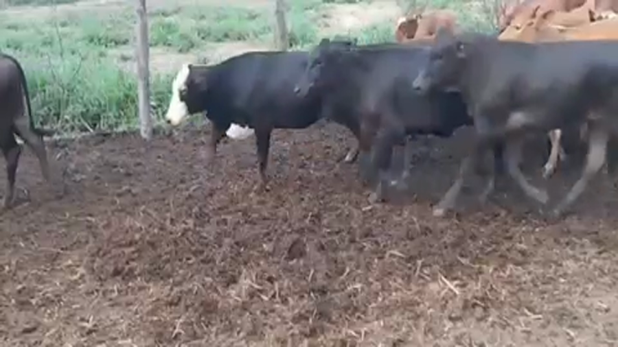 Lote 116 Terneras en Gral. Manuel Belgrano, Formosa