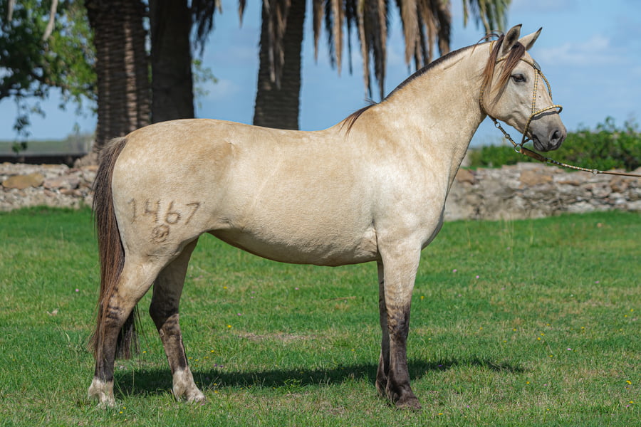 Lote Tape Blancanieve