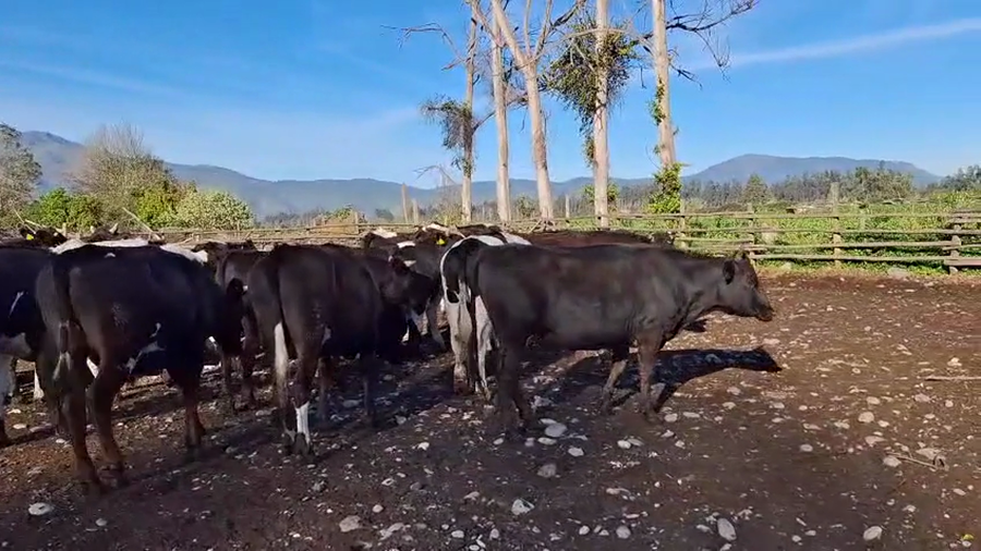 Lote 41 Novillo Engorda en Talagante, Región Metropolitana