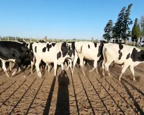 Lote 67 Novillitos Holando Argentino