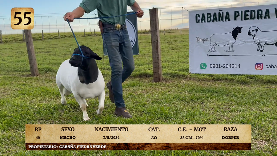 Lote LOTE 55