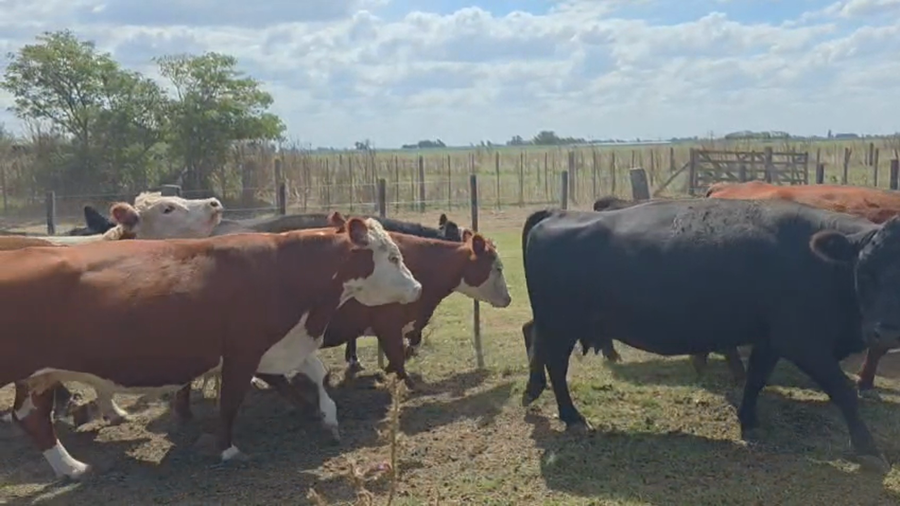 Lote 21 Vacas CUT preñadas