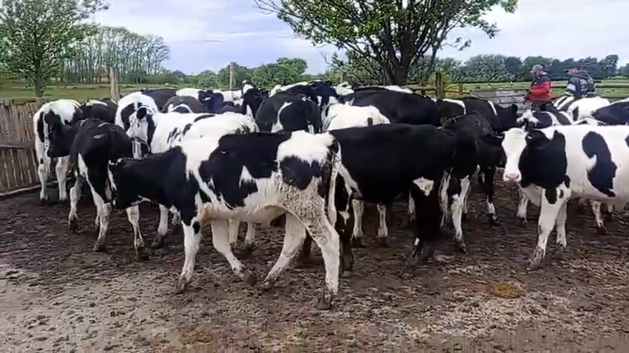 Lote 110 Terneros en Buenos Aires, Luján