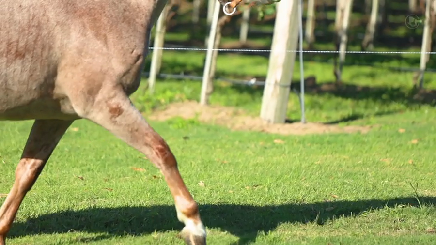 Lote Firmeza Dulce Promesa - Cabaña Santa Federacion