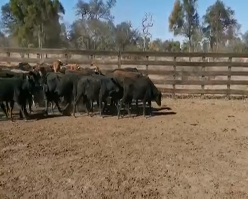 Lote 90 Terneros en Juan José Castelli, Chaco