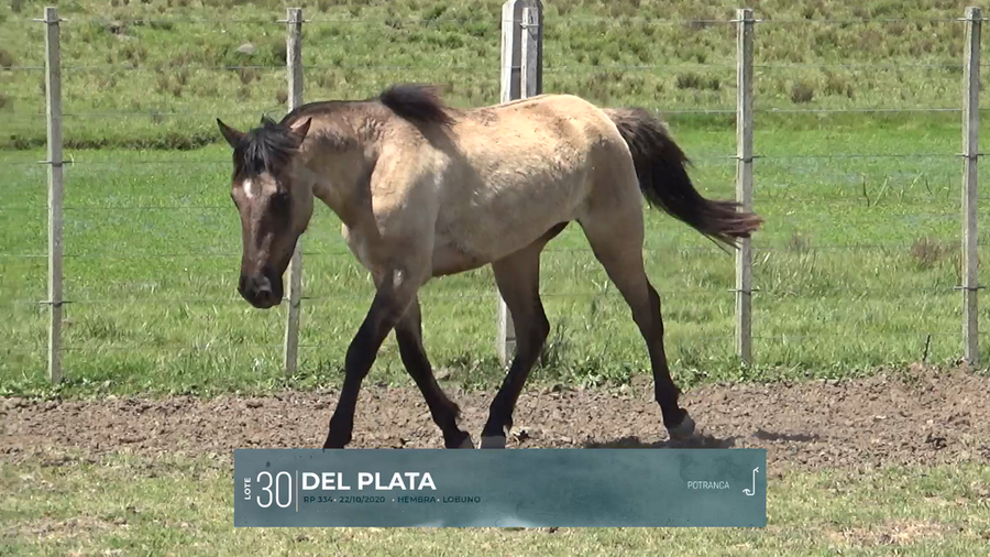 Lote Yeguarizos a remate en Criollos, Montevideo