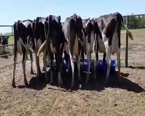 Lote Bossarelli Hermanos