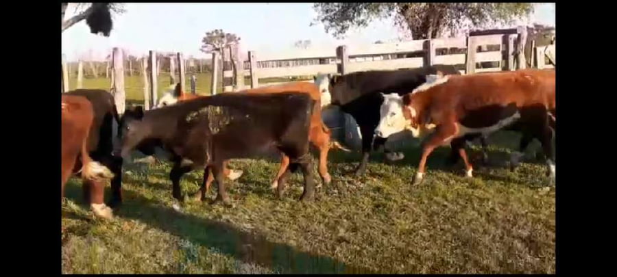 Lote 75 Terneros/as en Villaguay, Entre Ríos