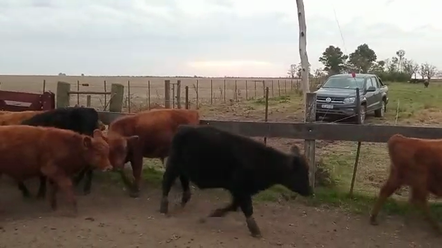 Lote 33 Terneros/as en Pehuajó, Buenos Aires