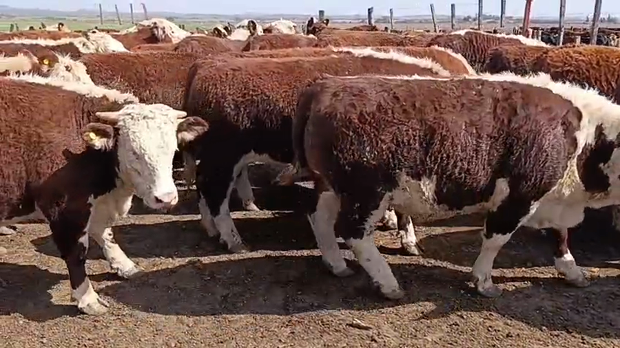 Lote 60 Novillitos Faena en Los Condores, Córdoba