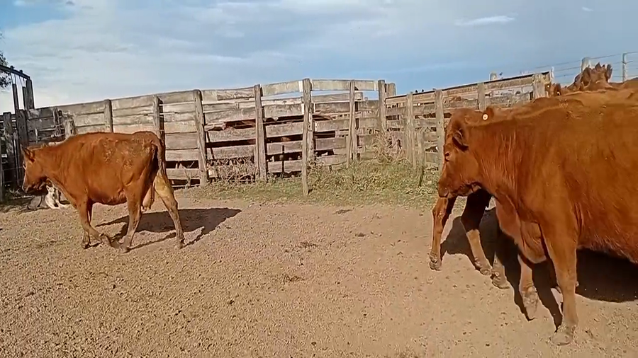 Lote 25 Vacas Angus Colorado en Curupayti,  Santa Fe