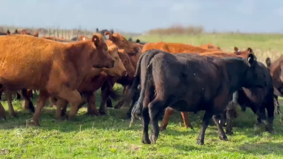 Lote 25 Vacas usadas preñadas
