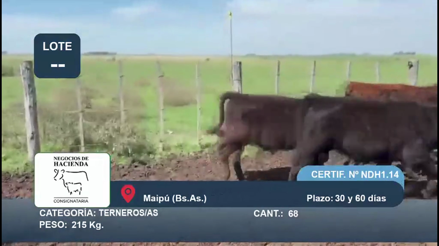 Lote 68 Terneros/as en Buenos Aires, Maipú