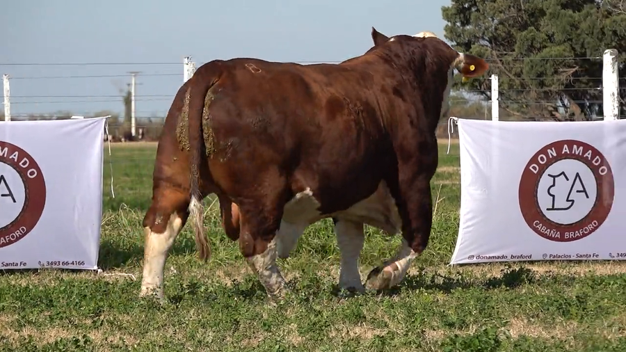 Lote Machos Braford de Don Amado
