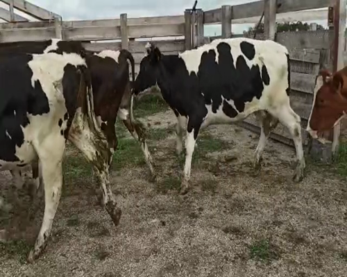 Lote NOVILLOS HOLANDOS