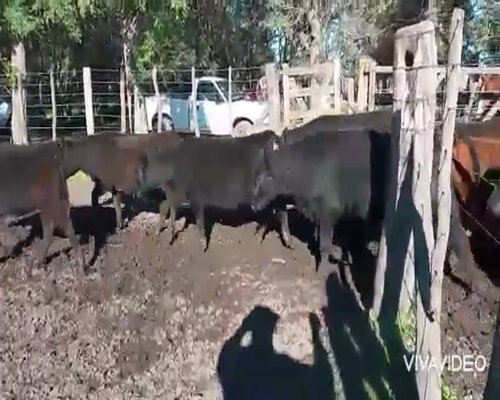 Lote 50 Terneras en Gral. Paz, Buenos Aires