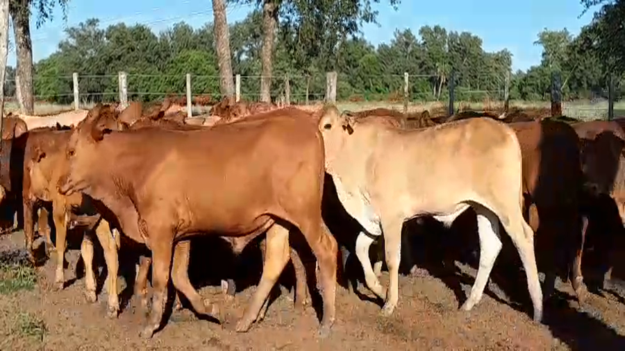 Lote 110 Terneros/as