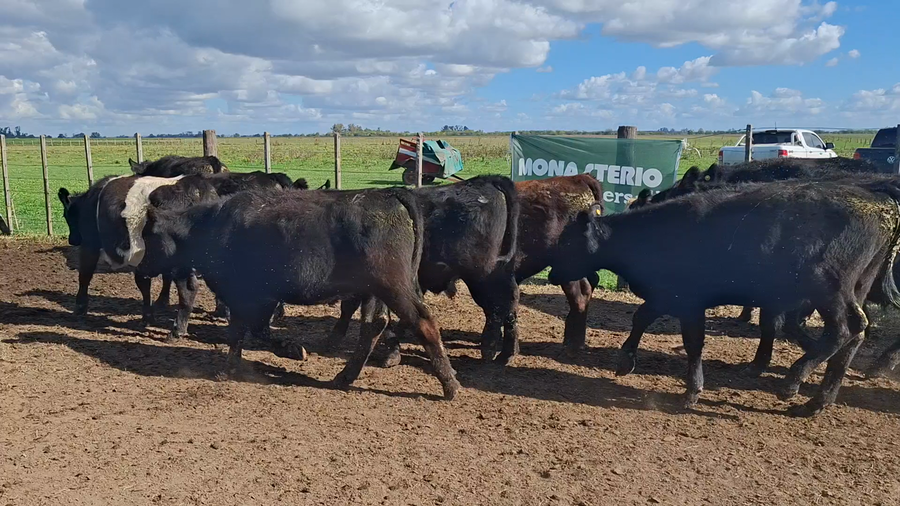 Lote 14 Novillitos en Suipacha