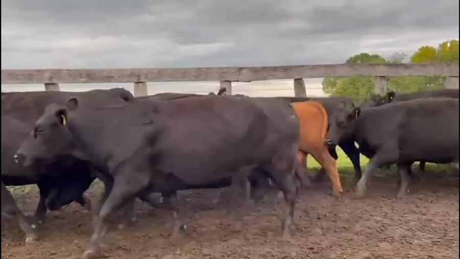 Lote 34 Vacas  en Concordia, Entre Ríos